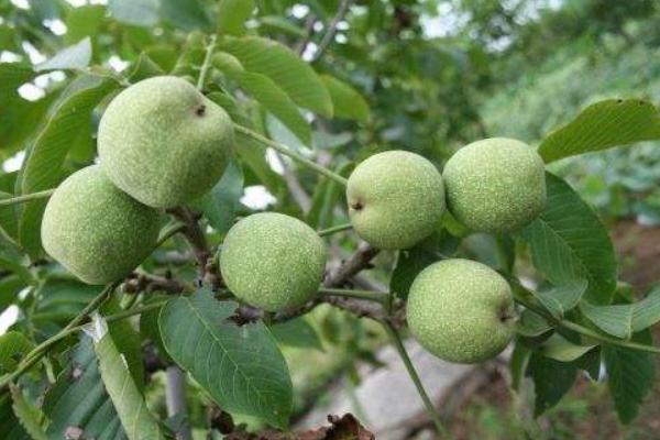 核桃種植幾年能收益