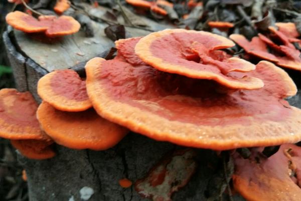 靈芝的功效與作用及禁忌