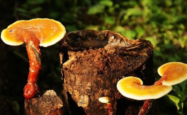 靈芝怎么吃效果最好 靈芝可以長期吃嗎