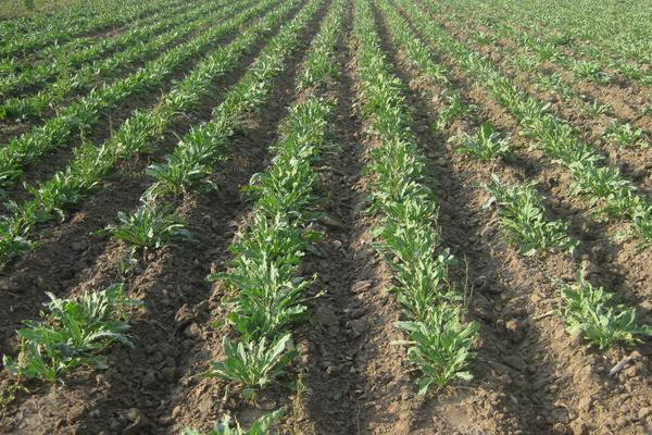 板藍根的種植方法 板藍根如何種植