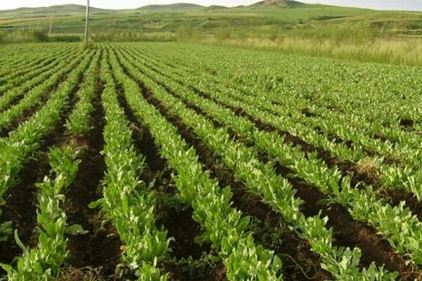 板藍根的種植方法 板藍根如何種植