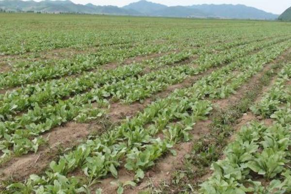 板藍根的種植方法 板藍根如何種植