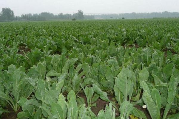 板藍根的種植方法 板藍根如何種植