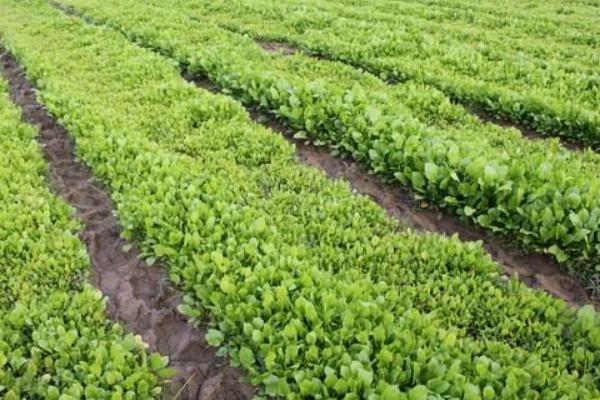 板藍根的種植方法 板藍根如何種植