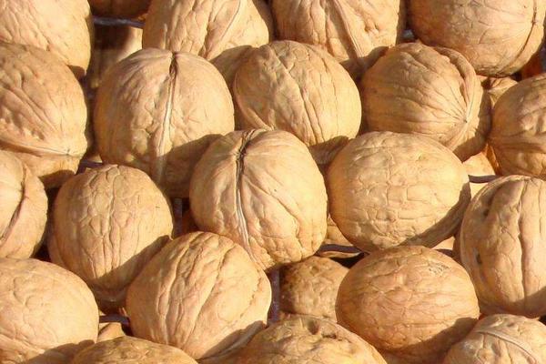 每天吃核桃的好處是什么