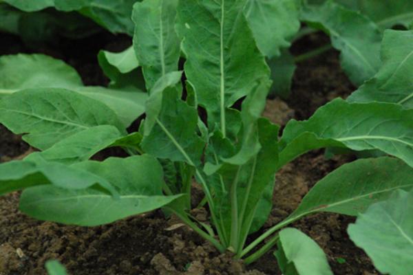 板藍根圖片大全 板藍根簡介