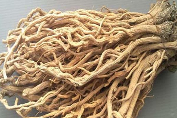 板藍根圖片大全 板藍根簡介