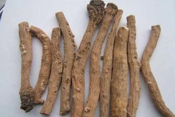 板藍根圖片大全 板藍根簡介