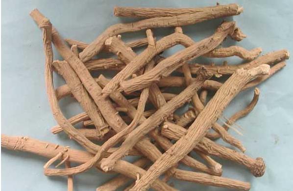 板藍根圖片大全 板藍根簡介