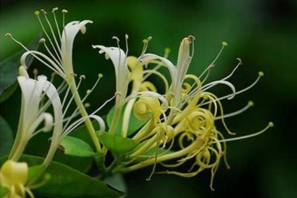 金銀花的功效與作用及禁忌