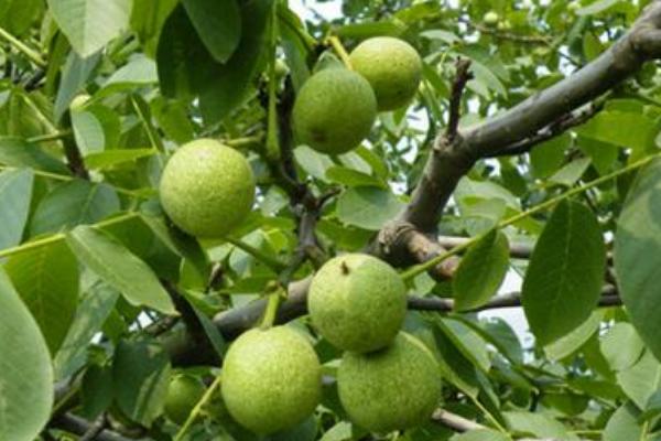 核桃是怎么長出來的