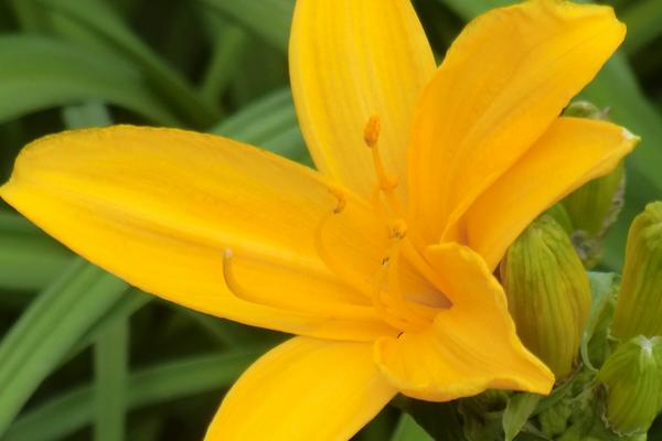 新鮮的黃花菜能吃嗎 鮮黃花菜怎么處理