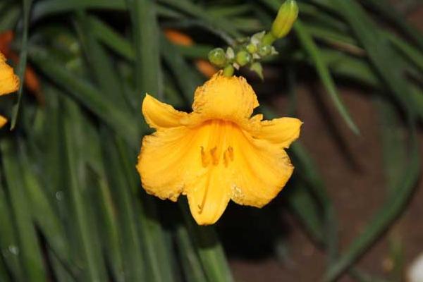 新鮮的黃花菜能吃嗎 鮮黃花菜怎么處理