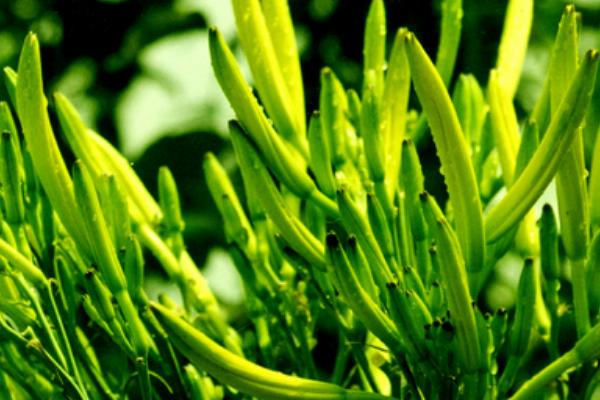 新鮮的黃花菜能吃嗎 鮮黃花菜怎么處理