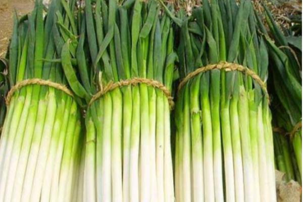 大蔥圖片大全 大蔥簡介