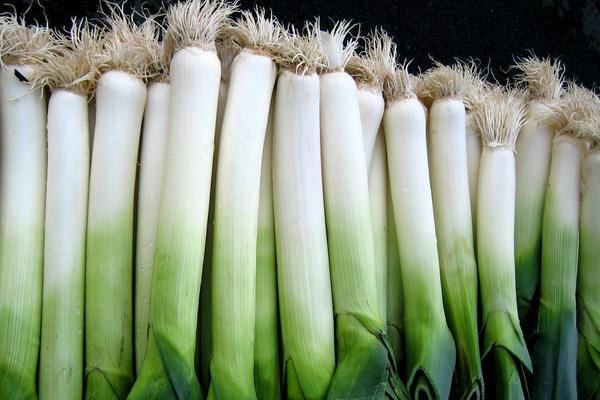 大蔥圖片大全 大蔥簡介