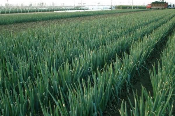 大蔥圖片大全 大蔥簡介