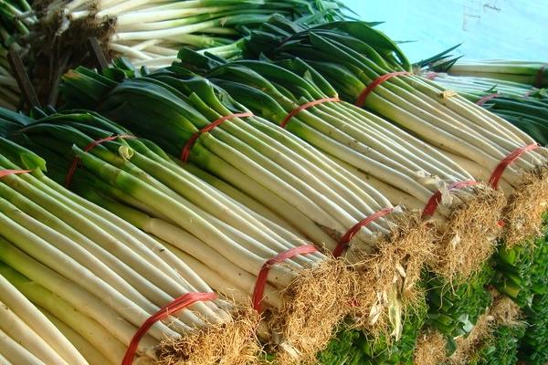 大蔥圖片大全 大蔥簡介