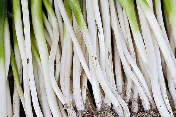 大蔥圖片大全 大蔥簡介