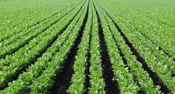 芹菜最快的種植方法 芹菜種植技術(shù)