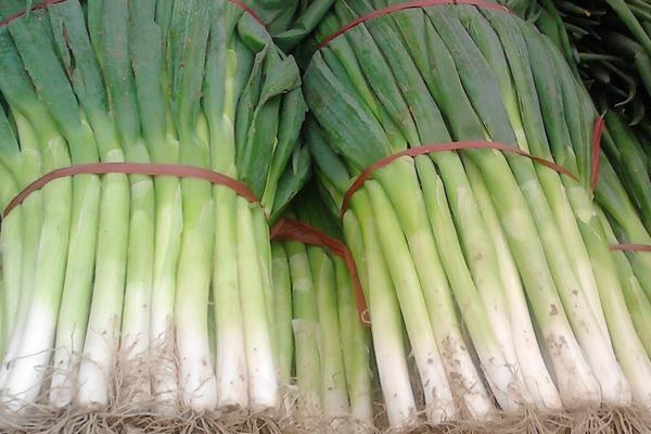 大蔥什么時候收獲 大蔥是什么季節的蔬菜