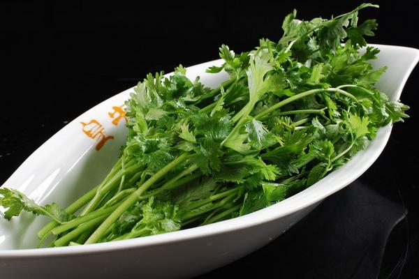 香菜怎么種 香菜種植技術