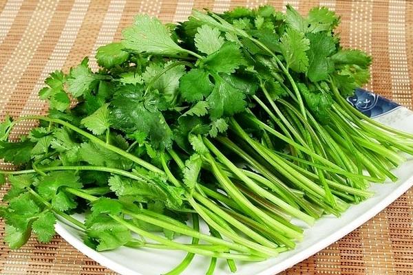 香菜市場(chǎng)價(jià)格多少錢一斤