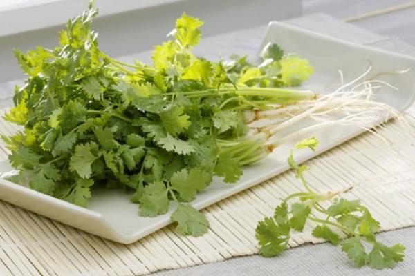 香菜市場(chǎng)價(jià)格多少錢一斤