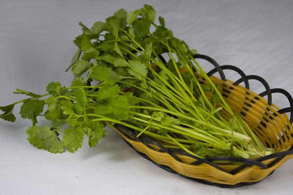 香菜市場(chǎng)價(jià)格多少錢一斤