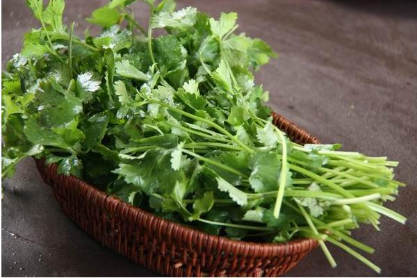 香菜殺精嗎 吃香菜的副作用是什么
