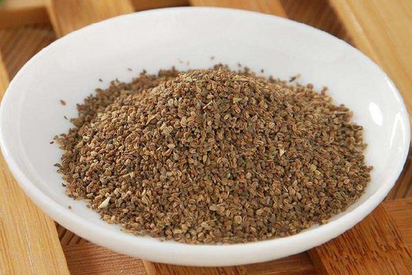 芹菜種子市場價格多少錢一斤