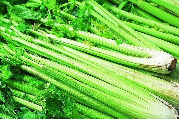 芹菜的功效與作用禁忌 芹菜營養價值