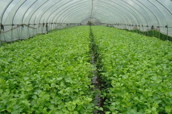 芹菜用什么除草劑