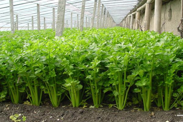 芹菜用什么除草劑