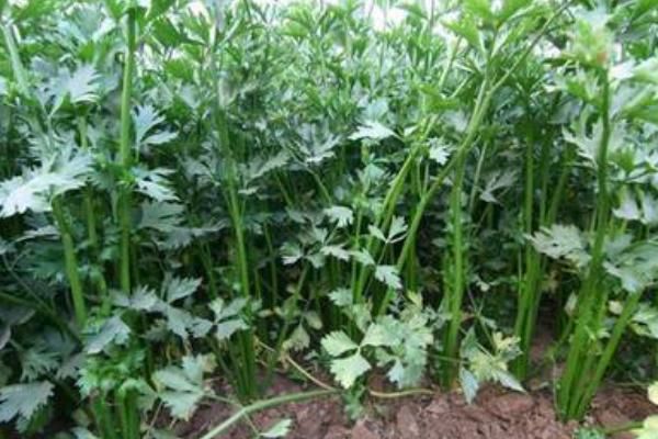 芹菜用什么除草劑