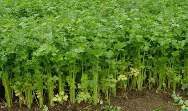 芹菜用什么除草劑