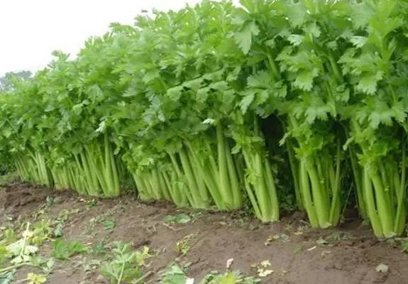 芹菜用什么除草劑