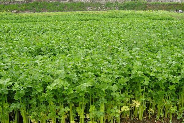 芹菜用什么除草劑