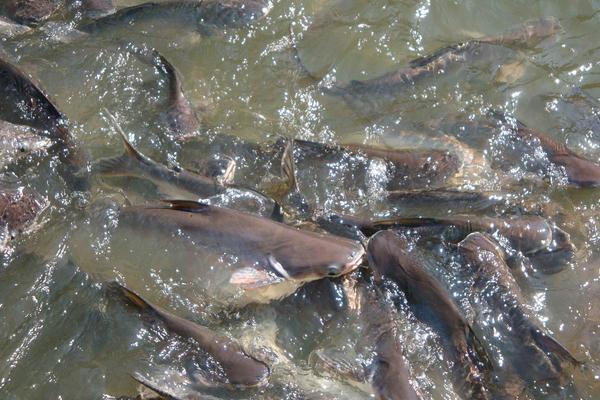 清江魚和鯰魚的區別是什么 鯰魚的特征及生活習性 鯰魚的種類