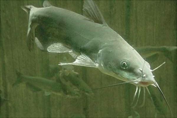 為什么說鯰魚是世界上最臟的魚 如何挑選鯰魚 怎么清洗鯰魚