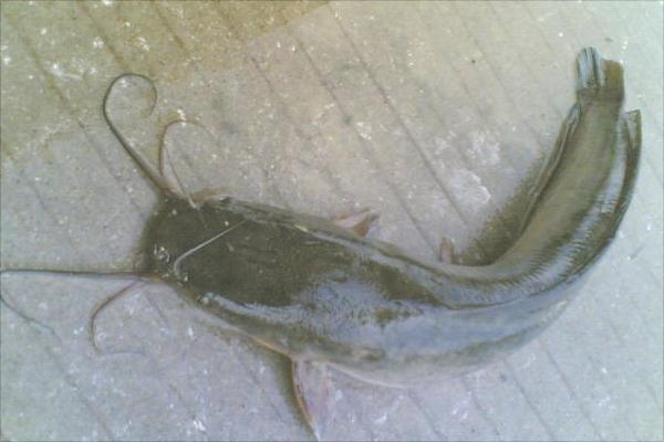 塘鲺和鯰魚(yú)的區(qū)別是什么 鯰魚(yú)和塘鲺食療價(jià)值 鯰魚(yú)食用禁忌