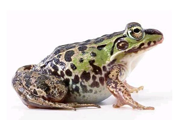 田雞是青蛙嗎 田雞與青蛙的區(qū)別 田雞功效與作用