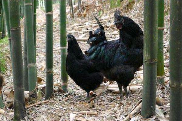 烏雞好養嗎 烏雞的功效 烏雞的選購方法