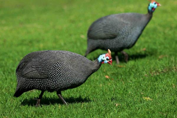 珍珠雞的營養價值與功效作用 珍珠雞的特點