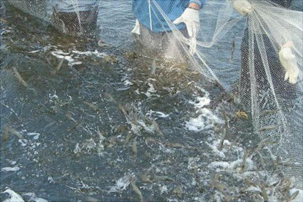 蝦怎么養 養蝦的技術 蝦的生長環境