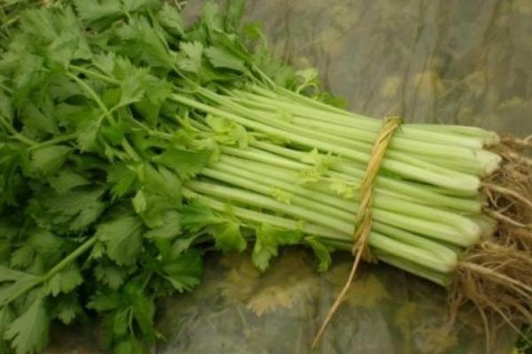 芹菜根的功效與作用及禁忌