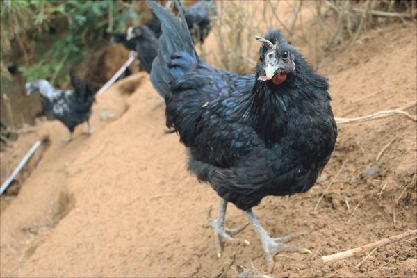 烏雞怎么做最補氣血虛 烏雞的營養價值 烏雞功效與作用