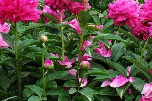 赤芍和白芍的區(qū)別是什么 芍藥是白芍嗎