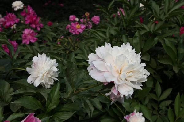 赤芍和白芍的區(qū)別是什么 芍藥是白芍嗎