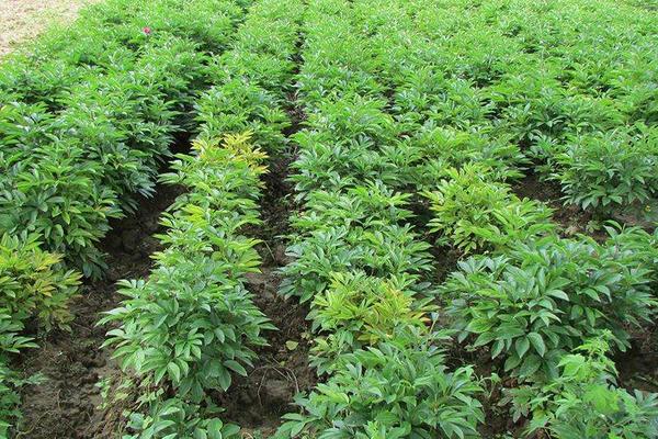 白芍種植技術 白芍怎么種植